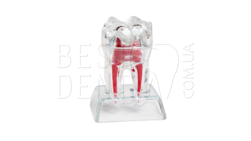 Пластиковая разборная модель зуба